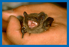 Kleiner Abendsegler (Nyctalus leisleri) wurde beringt