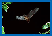 Rauhhautfledermaus (Pipistrellus nathusii) jagend