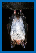 Gr. Mausohr (Myotis myotis) tiefschlafend an der Hhlendecke hngend