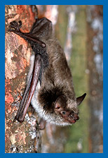 Teichfledermaus (Myotis dasycneme)