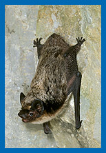 Zweifarbfledermaus (Vespertilio murinus)