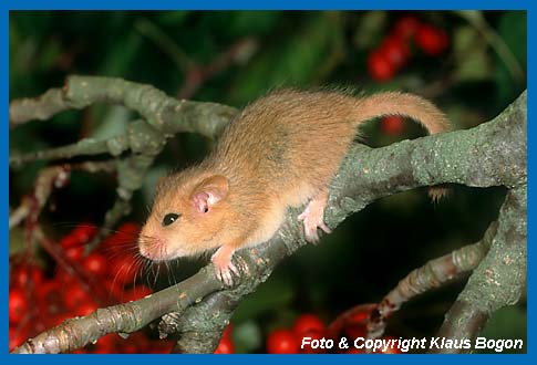 Haselmaus  (Muscardinus avellanarius) in Eberesche