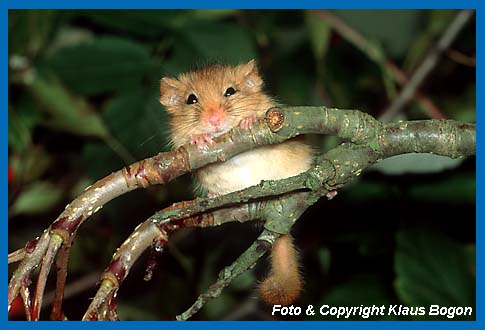 Haselmaus  (Muscardinus avellanarius) Jungtier