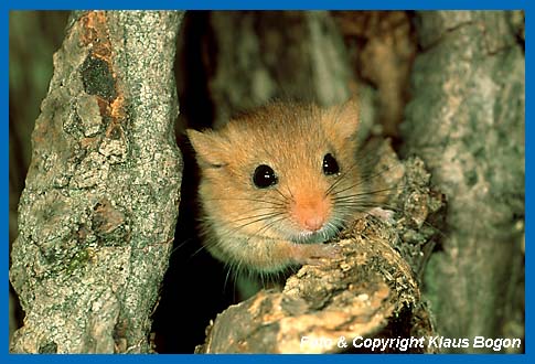 Haselmaus  (Muscardinus avellanarius) Portrt