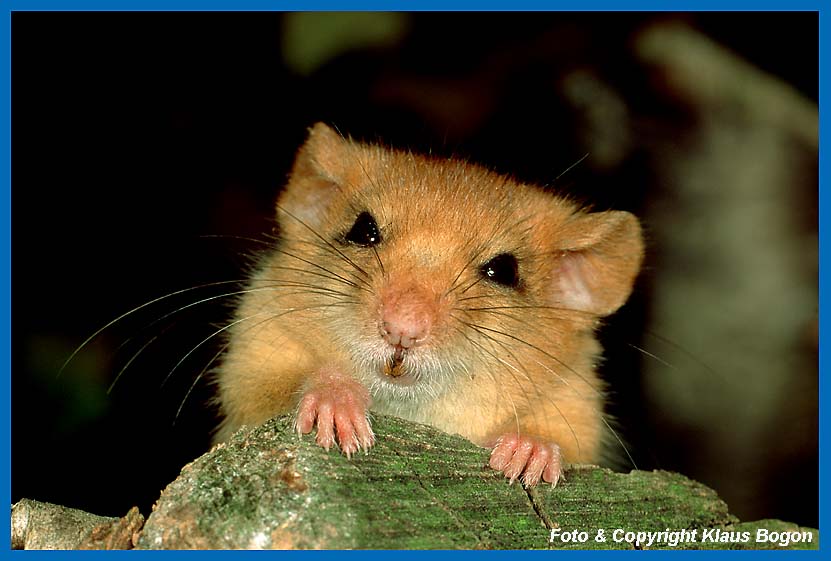 Portrt einer Haselmaus  (Muscardinus avellanarius)