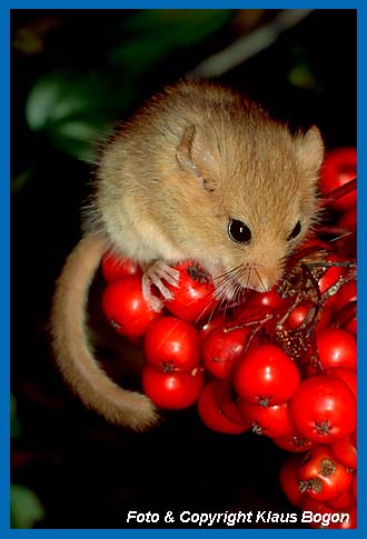 Haselmaus  (Muscardinus avellanarius) sitzt auf Vogelbeeren 