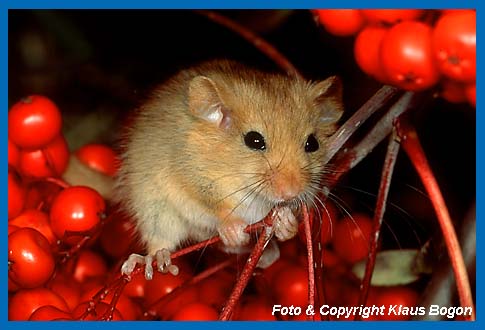 Haselmaus  (Muscardinus avellanarius) sitzt auf Vogelbeeren 