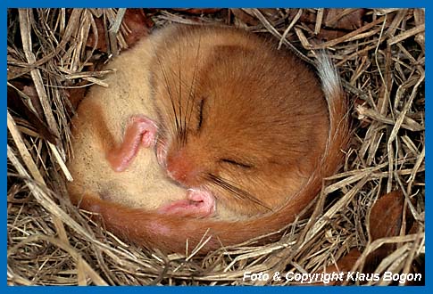 Haselmuse verbringen den Winter, tief schlafend in einem Nest.