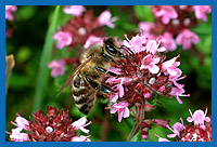 Honigbiene sammelt Nektar von Thymianblüten