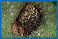 Bienenvolk in einem hohlen Baumstamm