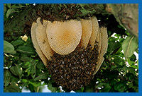 Bienenvolk hat sich ungeschützt am Ast eines Apfelbaum angesiedelt