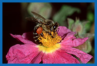 Arbeitsbiene sammelt Pollen von den Blüten der Zistrose