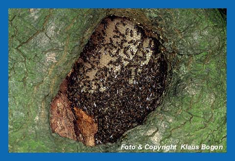 Bienenvolk in einem hohlen Baumstamm