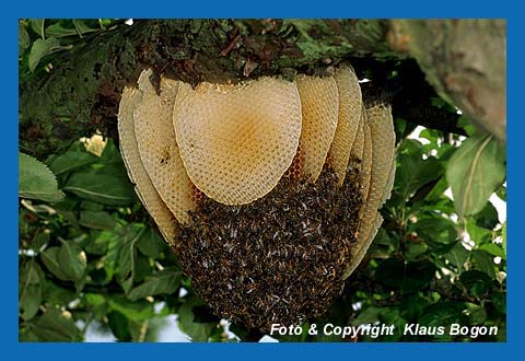 Bienenvolk hat sich ungeschtzt am Ast eines Apfelbaum angesiedelt