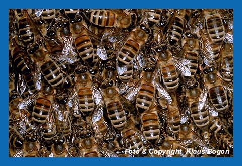 Bienen in der Schwarmtraube sitzend