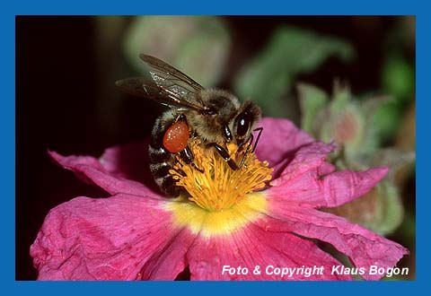 Arbeitsbiene sammelt Pollen von Zistrosenblten