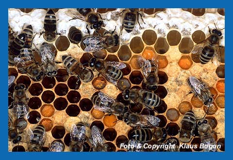 Wabe mit Pollen und verdeckelter Brut