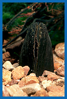 Flussperlmuschel (Margaritifera margaritifera)