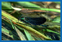 Blauflgelige Prachtlibelle ((Calopteryx virgo)