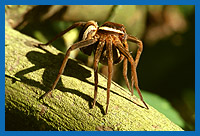 Gerandete Jagdspinne (Dolomedes fimbriatus)