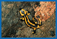 Feuersalamander (Salamandra salamandra)