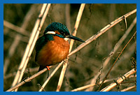 Eisvogel (Alcedo atthis)