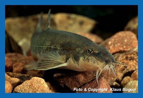 Bachschmerlen leben als Bodenfische in sauberen Bchen