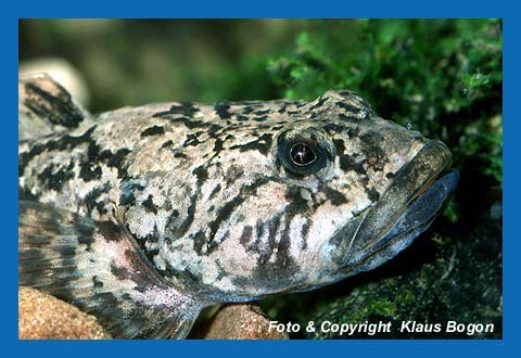 Die Groppe (Portrt) ist ein vorwiegend nachtaktiver Bodenfisch sauberer Bche