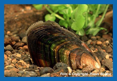 Bachmuscheln kamen einst in fast jedem Bach vor, heute sind sie vom Aussterben bedroht