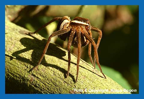 Die  Gerandete Jagdspinne sonnt sich mit ihrem Eikokon am Ufer eines Baches