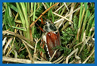 Feldmaikfer (Melolontha melolontha) verlt das Erdreich