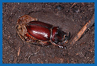 Geschlpfter Nahornkfer (Mnnchen) in der Puppenkammer