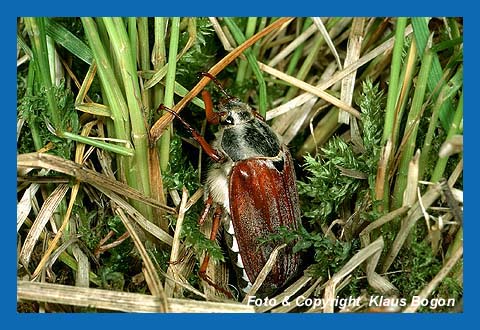 Feldmaikfer (Melolontha melolontha) verlt das Erdreich