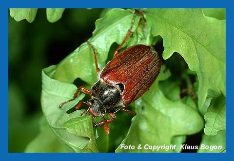 Feldmaikfer befrit Eichenblatt