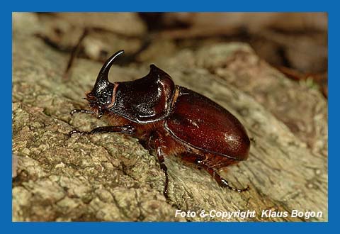 Nahornkfer (Oryctes nasicornis), Mnnchen