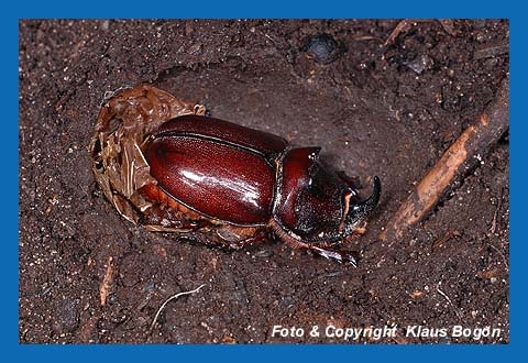 Frisch geschlpfter Nahornkfer (Mnnchen) in der Puppenkammer