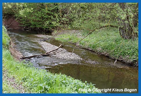 Auf natrlichen Kiesstreifen im Mittelgebirgsbach halten sich Wasseramseln gerne auf.