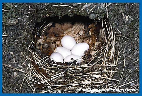 Die reinweien Eier der Wasseramsel bentigen keine Tarnfrbung.