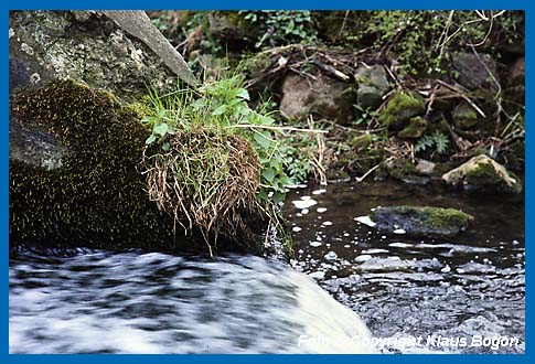 Kugelnest der Wasseramsel nur wenige Zentimeter ber dem  strmendem Wasser einer alten Wehranlage.