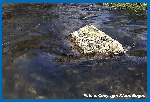 Aus dem schnellstrmenden Bach herausragende Steine , sind bevorzugte Sitzpltze der Wasseramsel.