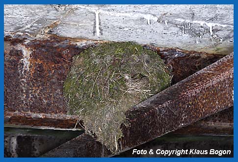 Wasseramselnest auf dem T-Trger  einer alten Brcke.