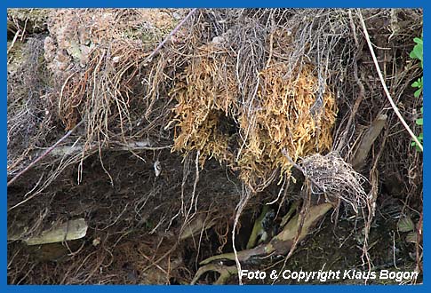 Wasseramselnest im Wurzelwerk der Uferbschung.