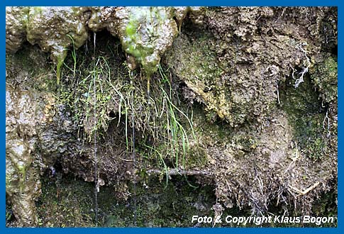 Gut getarntes Nest der Wasseramsel in der Kalktuffwand eines Karstbaches.