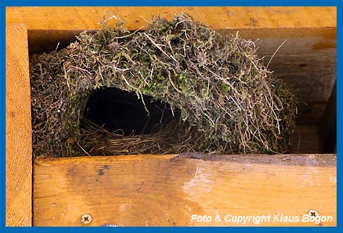 Nest im Wasseramsel-Nistkasten.