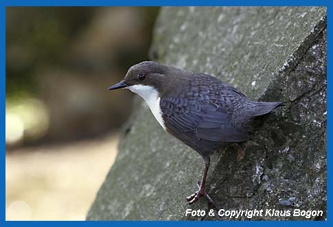 Wasseramsel (Cinclus cinclus) an Wehrmauer sitzend.