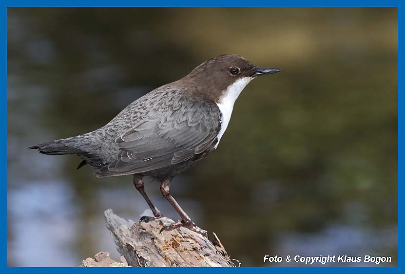 Wasseramsel (Cinclus cinclus) ruht auf Treibholz an der Uferbschung