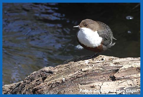 Wasseramsel (Cinclus cinclus) auf einem Bein ruhend