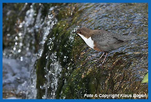 Wasseramsel (Cinclus cinclus) am Rand eines Wasserfalls sitzend.