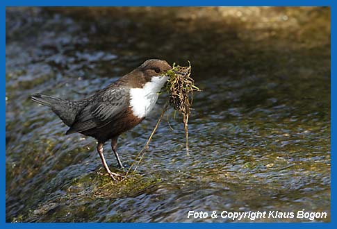 Wasseramsel mit nassem Nistmaterial im Schnabel.