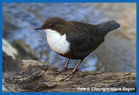 Wasseramsel (Cinclus cinclus) auf Schwemmholz sitzend.